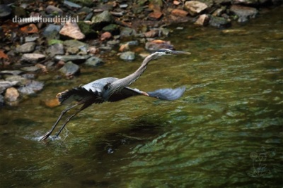 heron flight