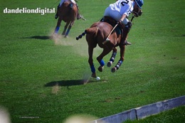 brandywine polo 2