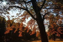 wolfe autumn