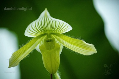 longwood orchid