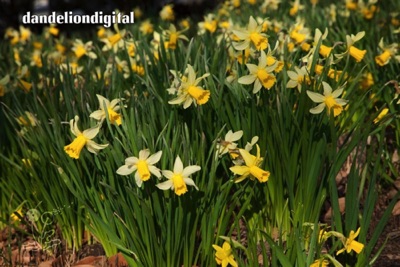 longwood daffodils