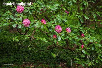 winterthur rhododendron